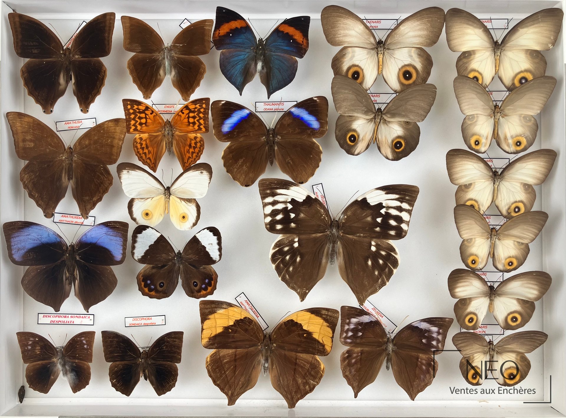 Amathusidae néotropicaux et asiatiques divers, trois boîtes entomologiques