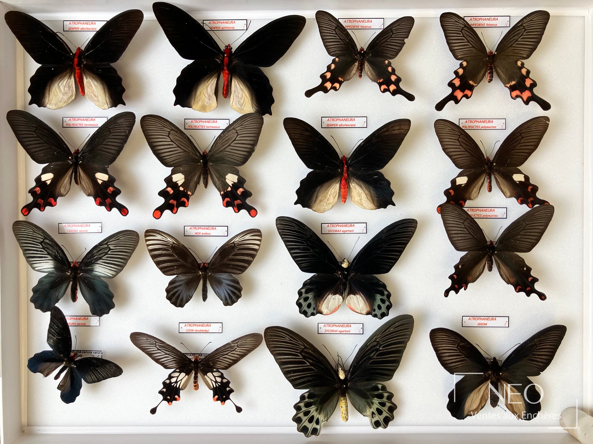 Atrophaneura sycorax egertoni et divers, cinq boîtes d’entomologie