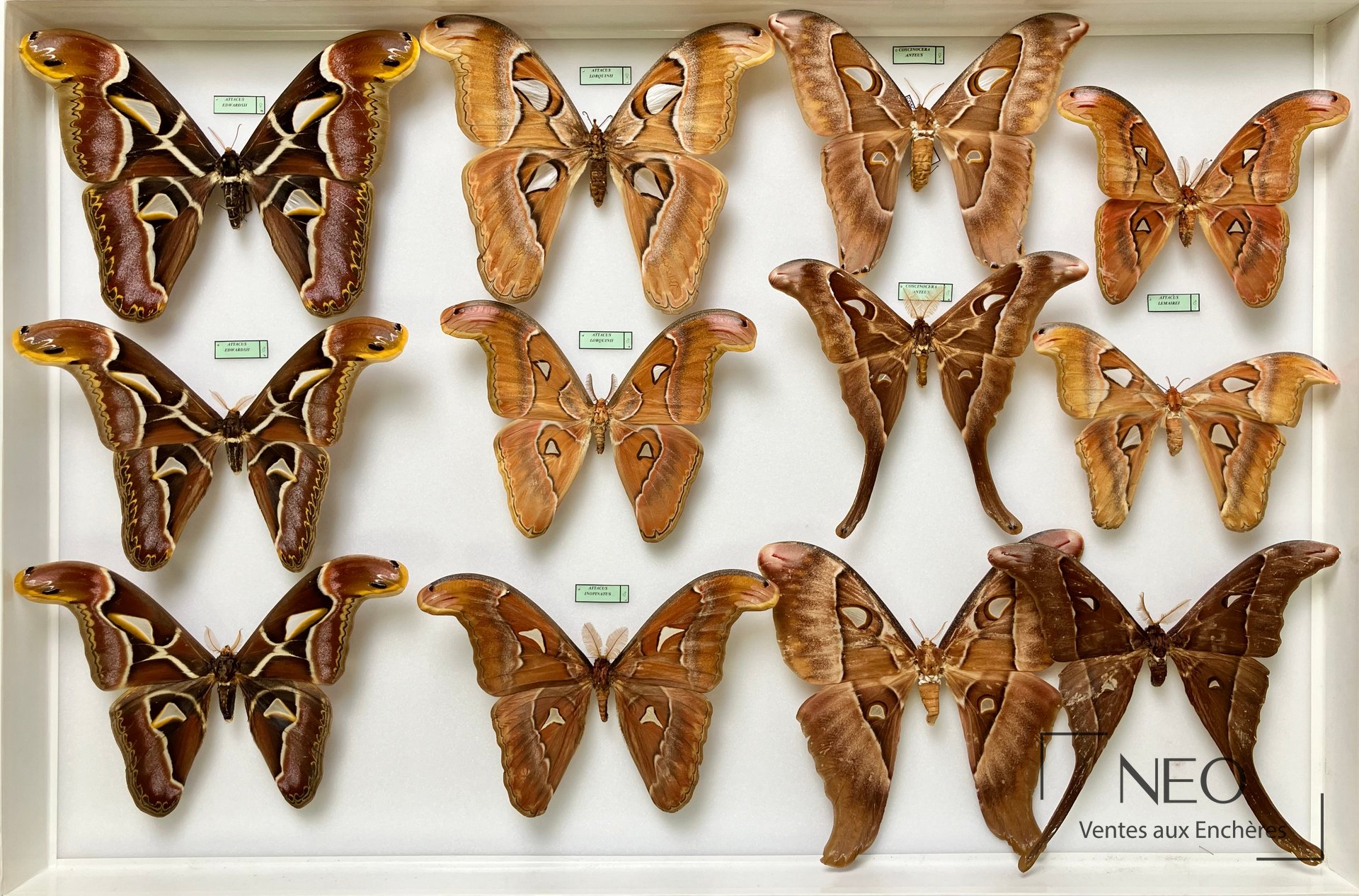 Boîte entomologique Attacidae Attacus edwardsii et autres espèces