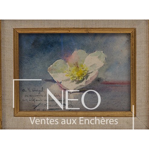 Blanche Odin, Anémone blanche, aquarelle sur papier, 1912