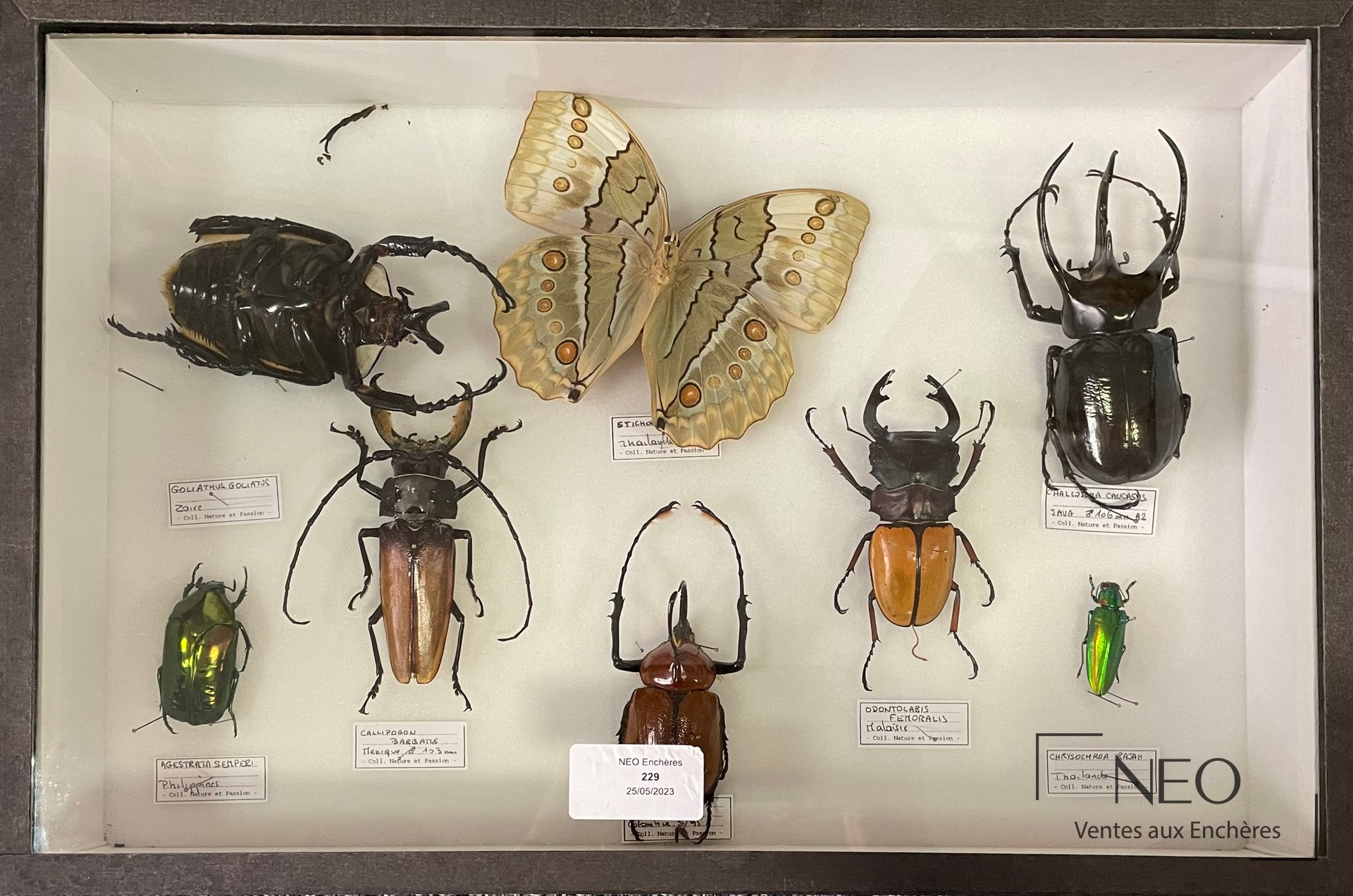 Boîte entomologique aux huit spécimens géants