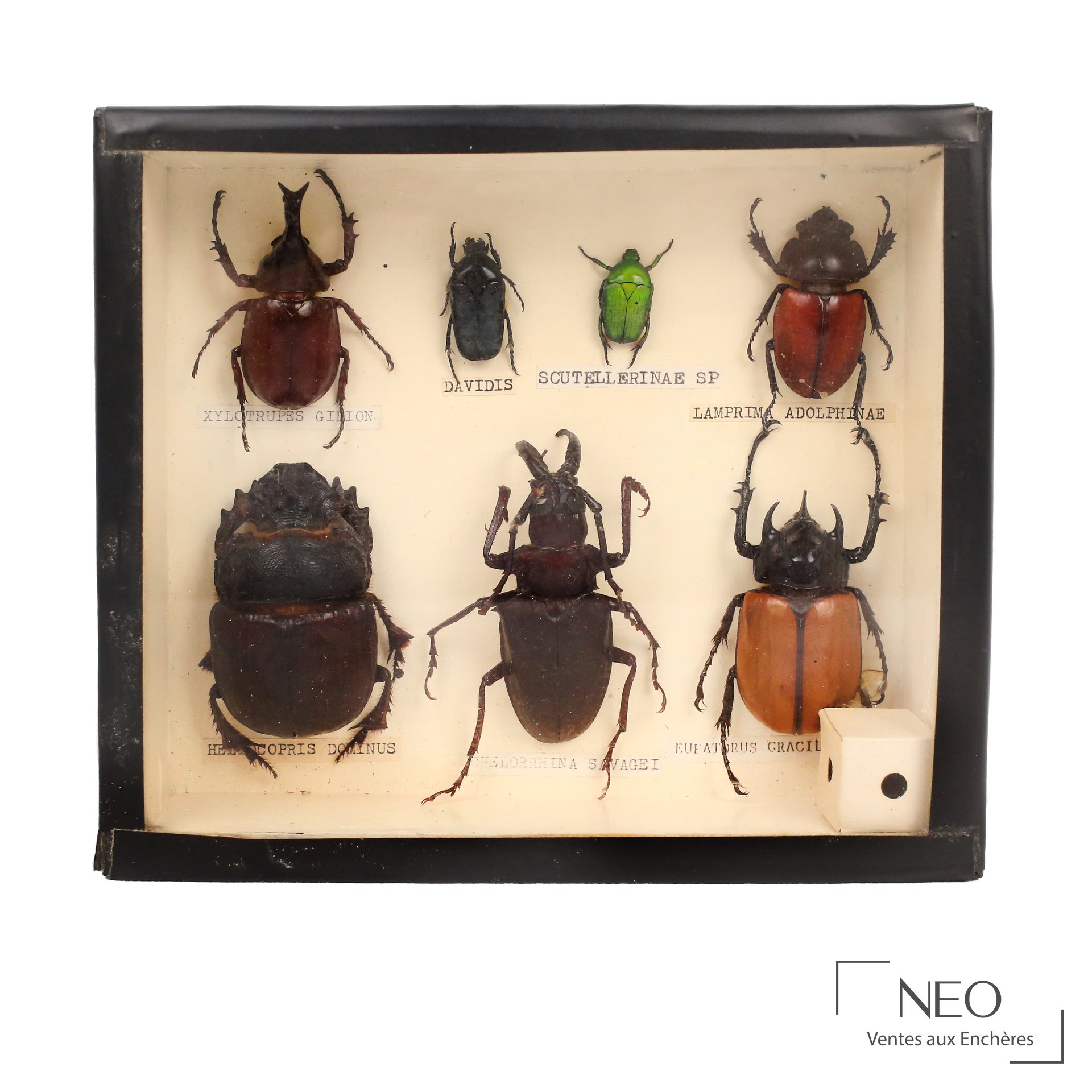 Boîte entomologique comprenant sept coléoptères