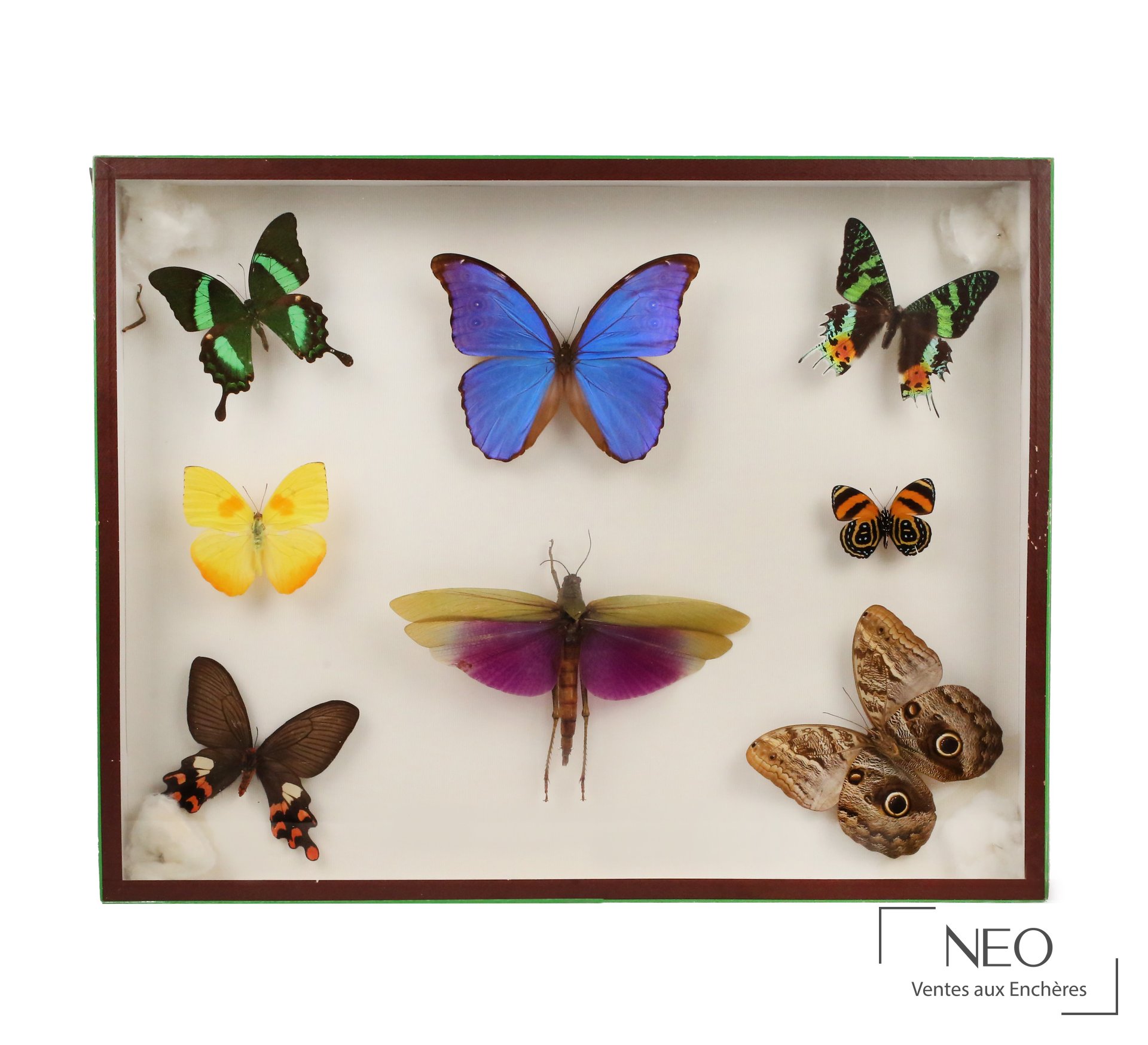 Boîte entomologique avec sept papillons et un orthoptère