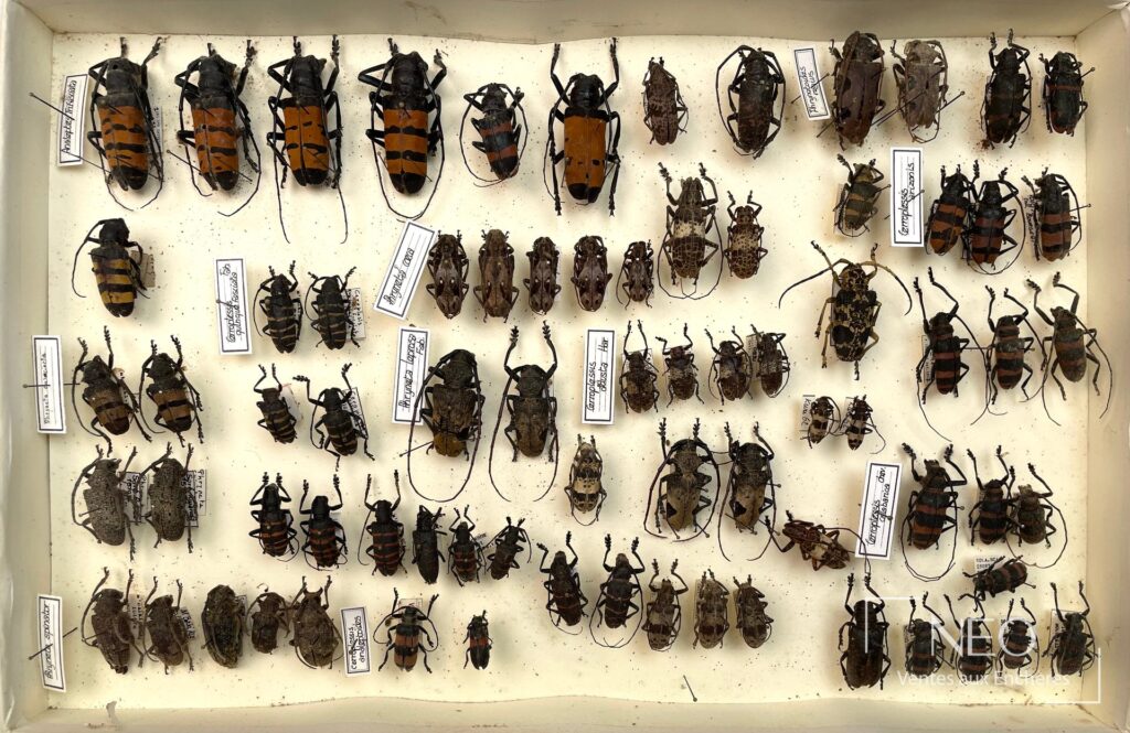 Boîte d'insectes naturalisés présentant plusieurs Cerambycidae africains épinglés et étiquetés