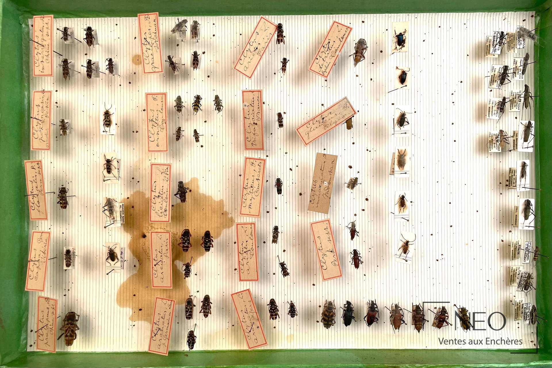 Boîte entomologique de Cerambycidae avec spécimens épinglés et étiquettes manuscrites