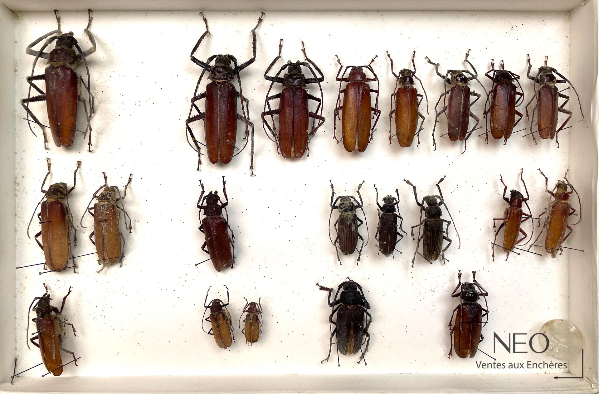 Boîte d'insectes naturalisés avec plusieurs grands coléoptères épinglés sur fond blanc