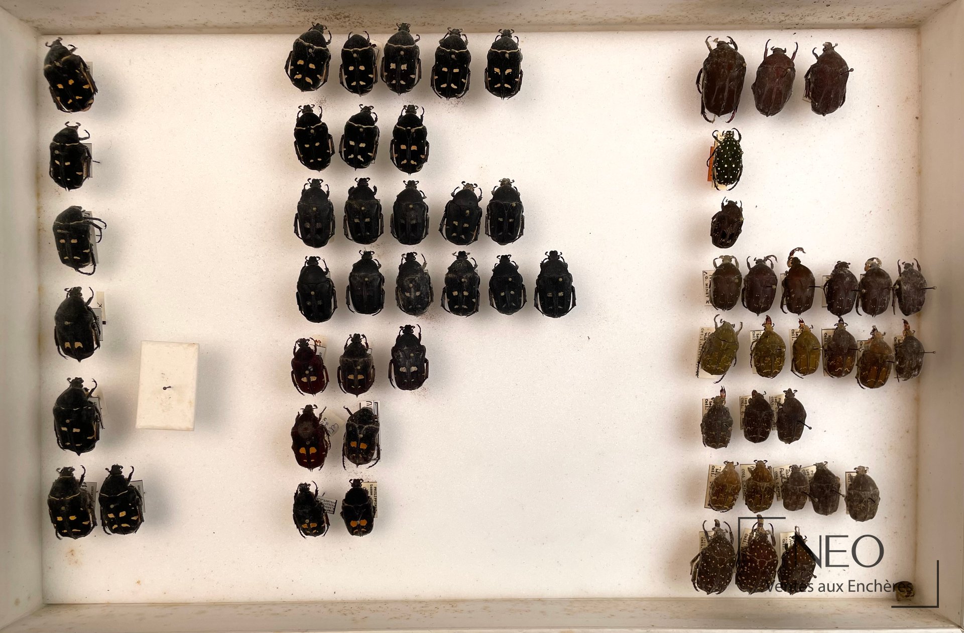 Boîte d’insectes avec de nombreux Cetonidae épinglés sur fond blanc