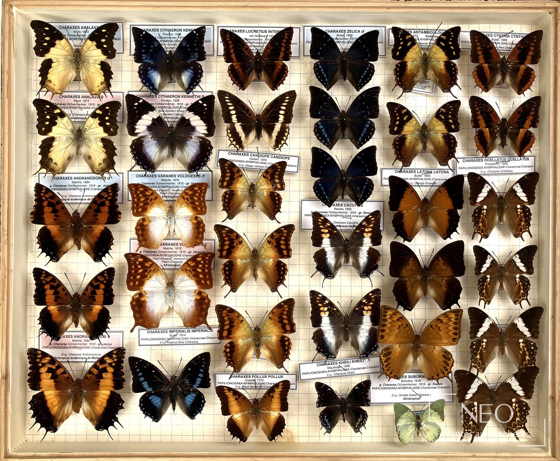 Charaxes dont andraenodorus, analava, varanes vologeses et divers, 4 boîtes
