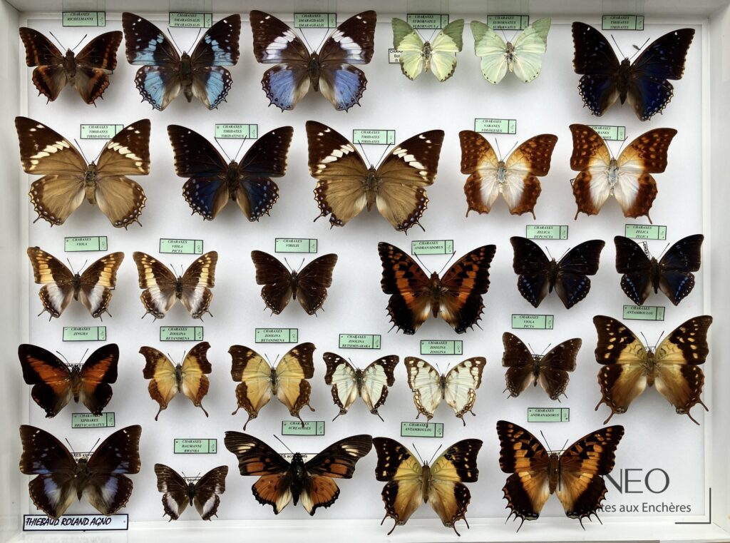 Boîte entomologique présentant plusieurs papillons Charaxes montés sur fond clair