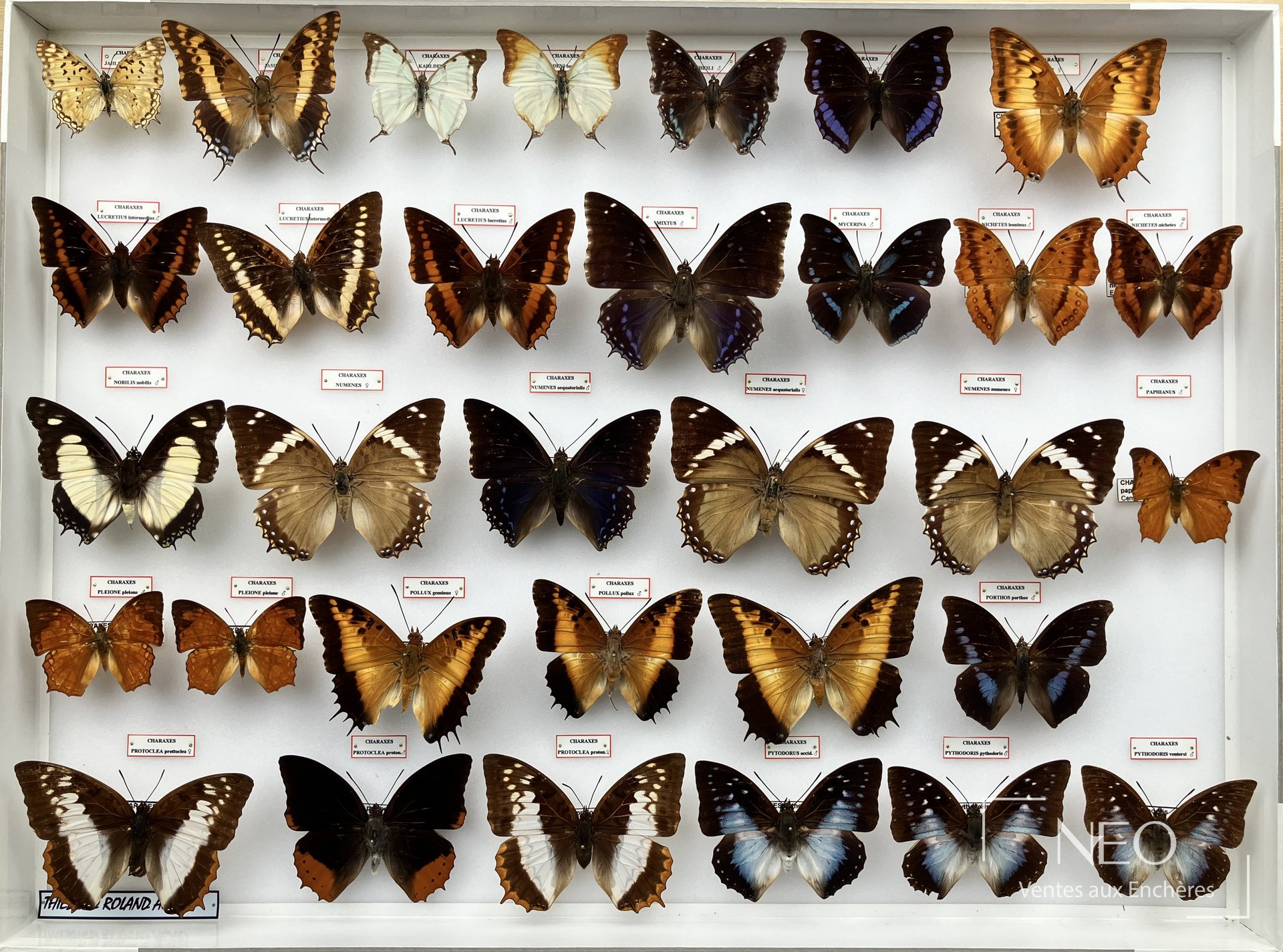 Charaxes dont numenes, protoclea et divers, boîte entomologique