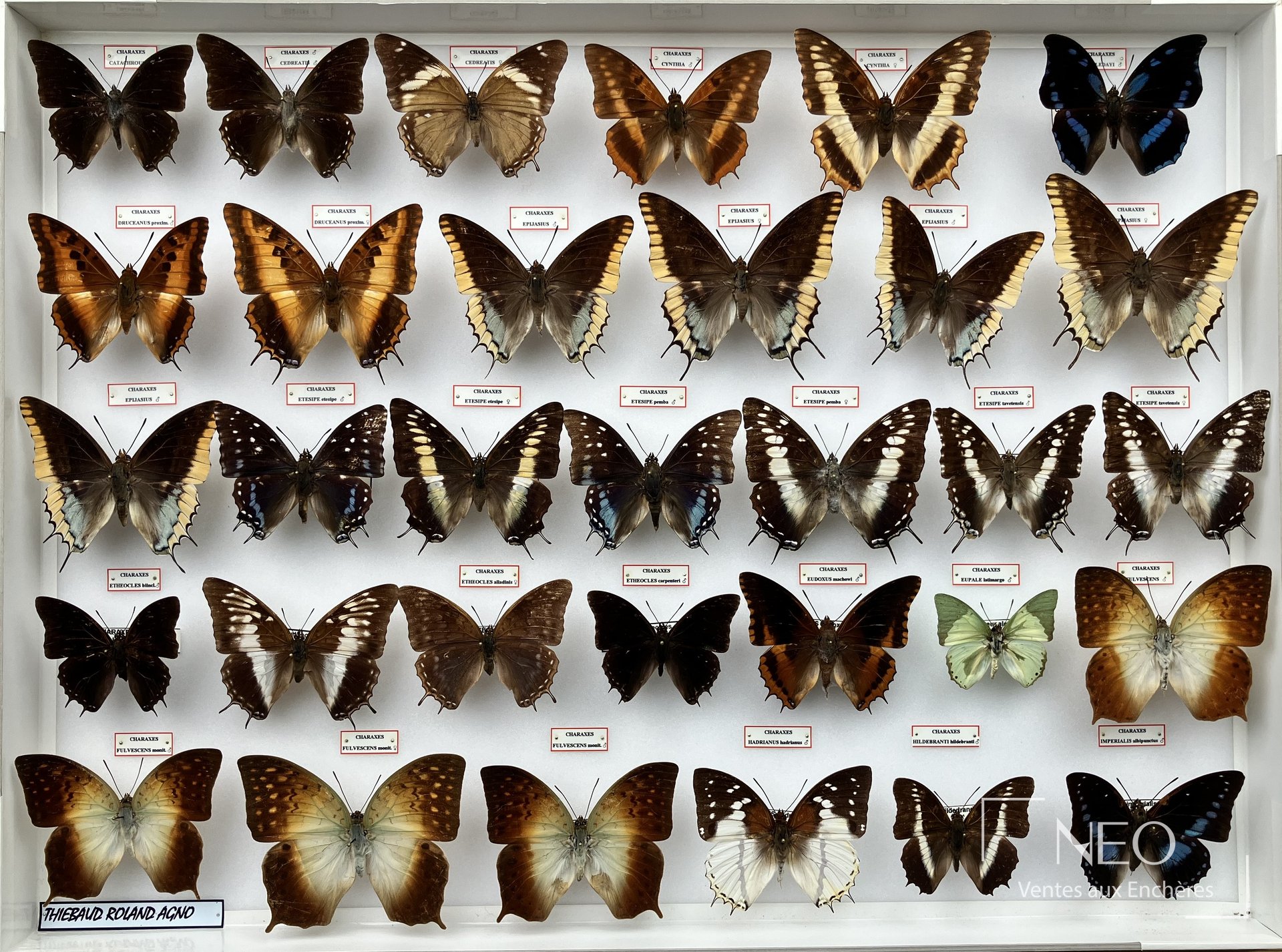 Charaxes epijasius, fulvescens et divers, boîtes entomologiques