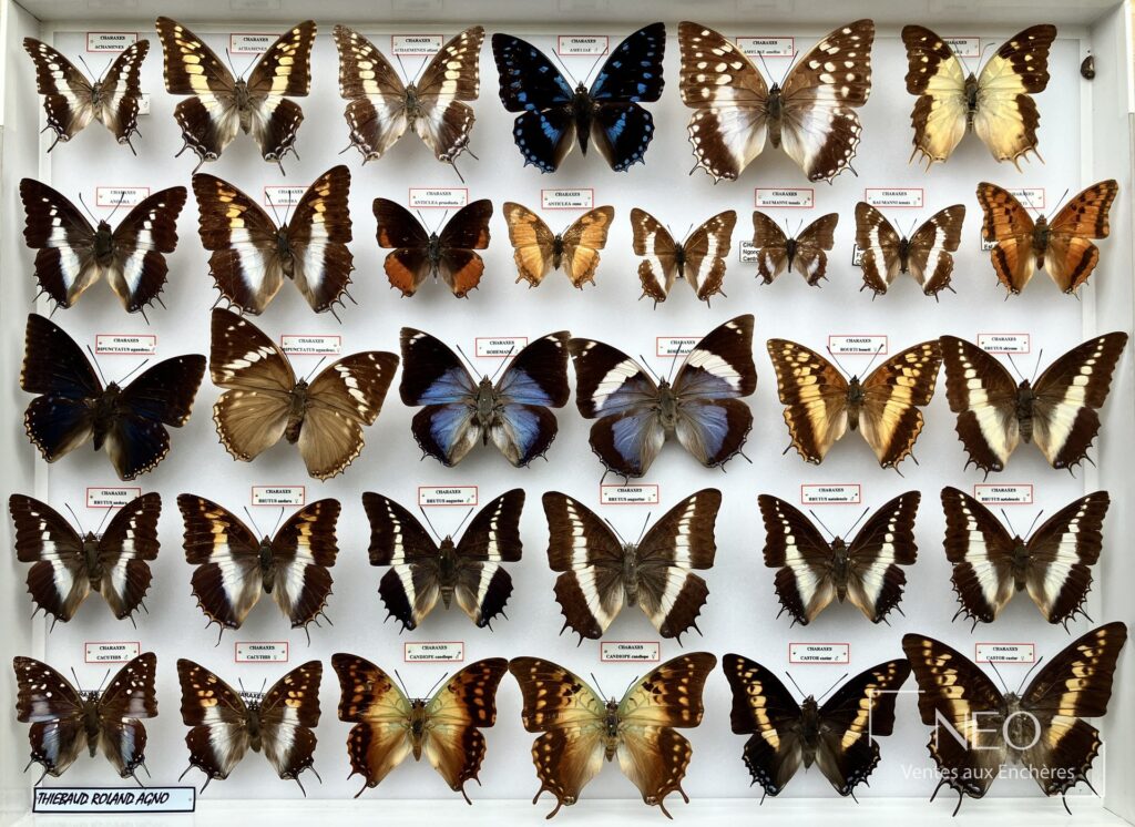 Ensemble de papillons Charaxes présentés dans une boîte entomologique