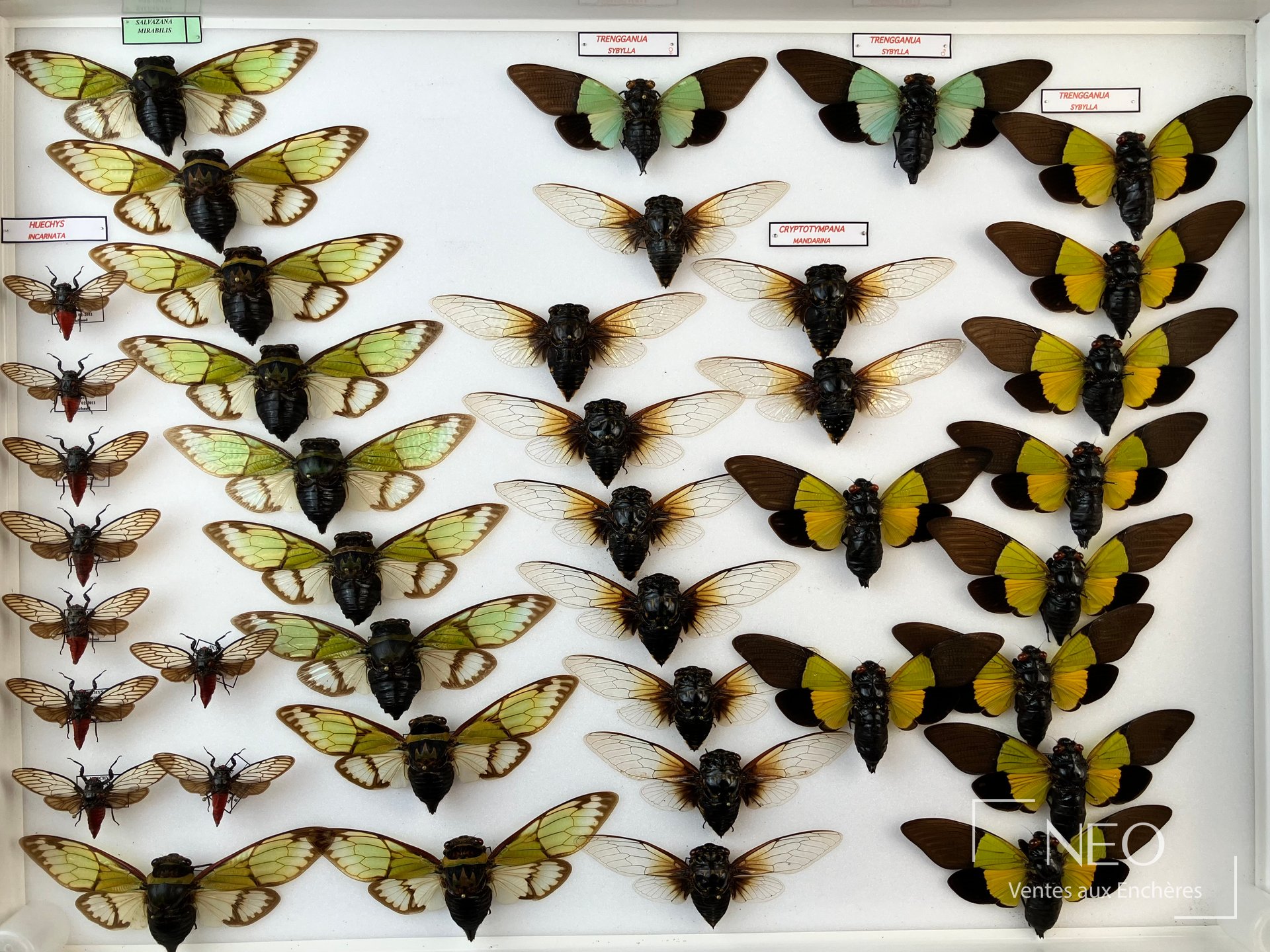 Ensemble de cigales exotiques d’Asie présenté en boîte entomologique