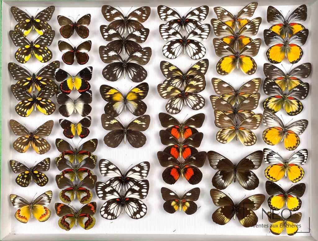 Ensemble de papillons Delias présenté dans une boîte