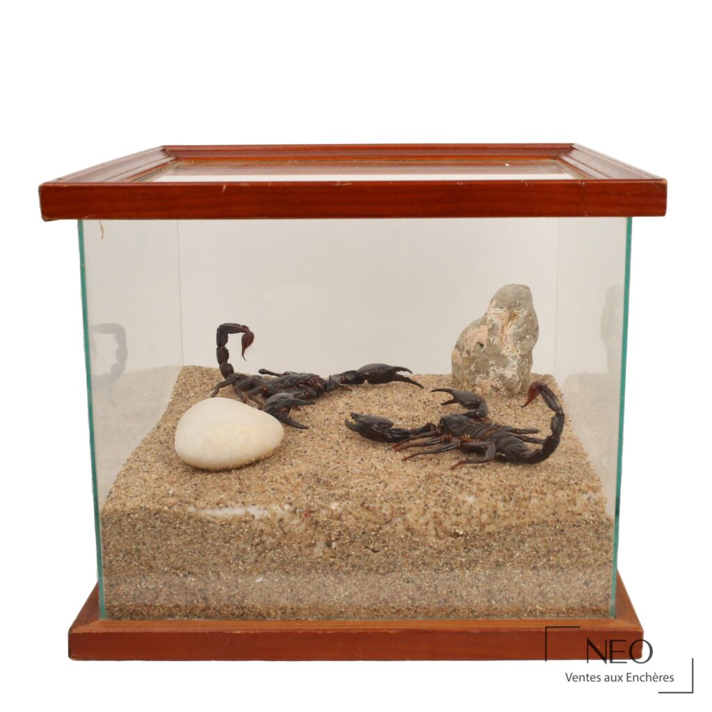 Coffret en verre présentant deux scorpions noirs sur un décor sablonneux