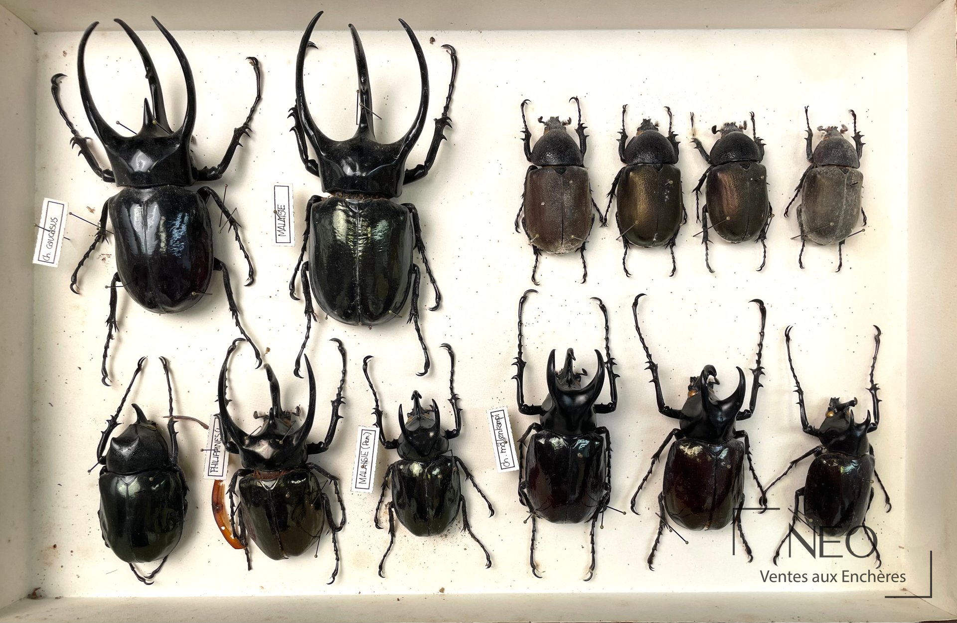 Boîte d'insectes naturalisés avec grands coléoptères Dynastidae étiquetés.