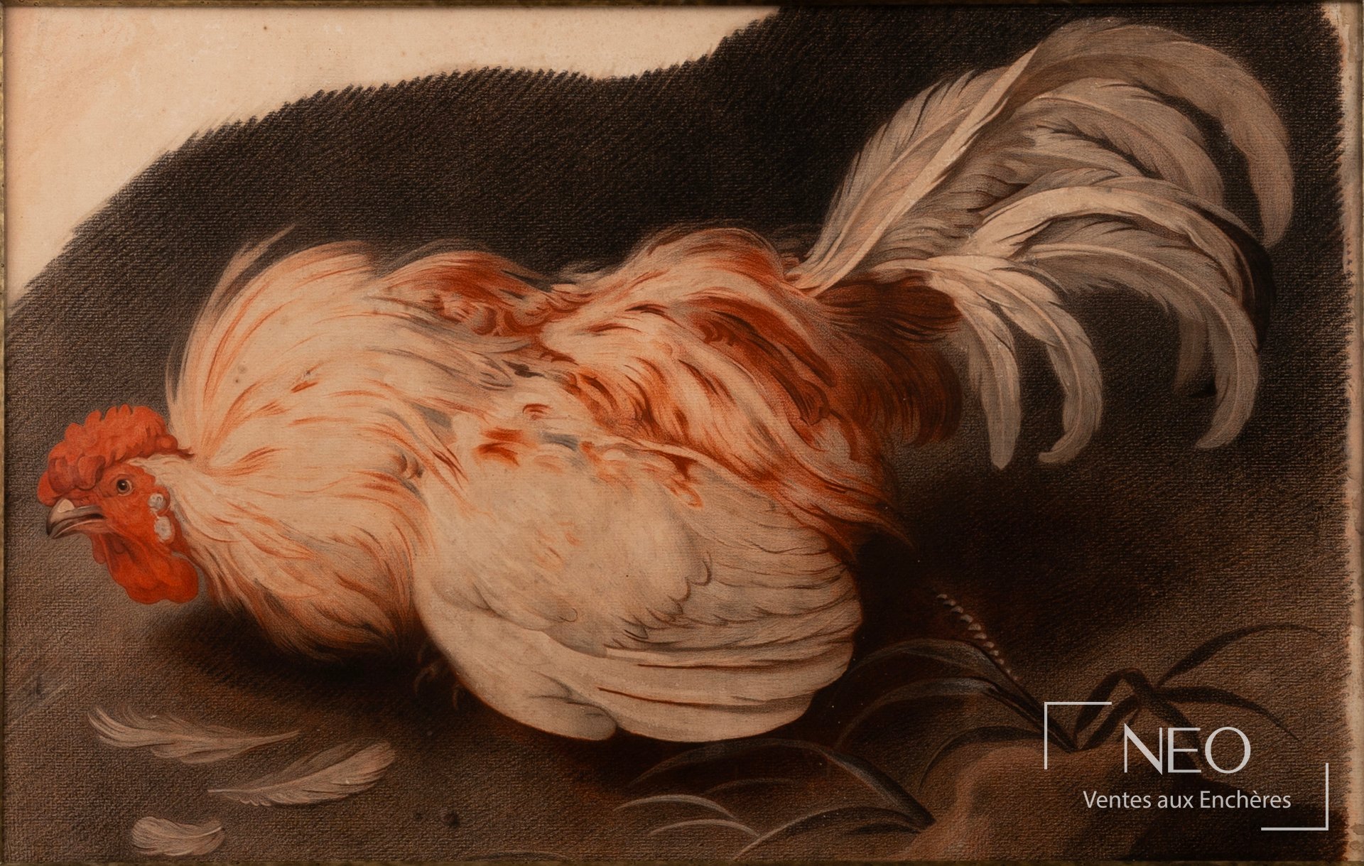 Étude de coqs en sanguine et crayon