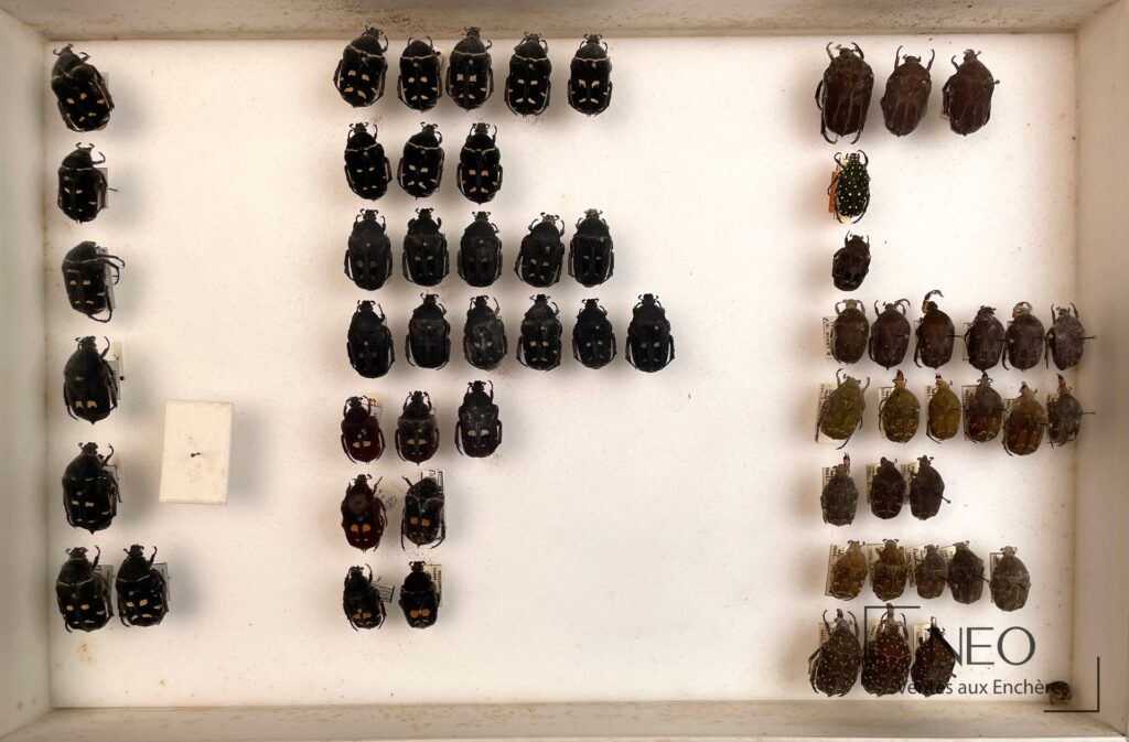 Boîte d'insectes naturalisés présentant plusieurs Cetonidae asiatiques épinglés sur fond blanc