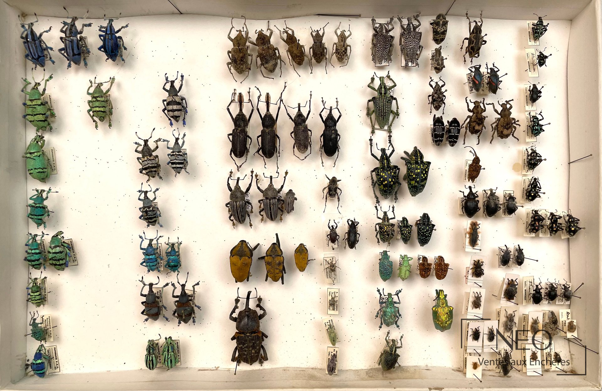 Boîte d'ensemble de coléoptères naturalisés