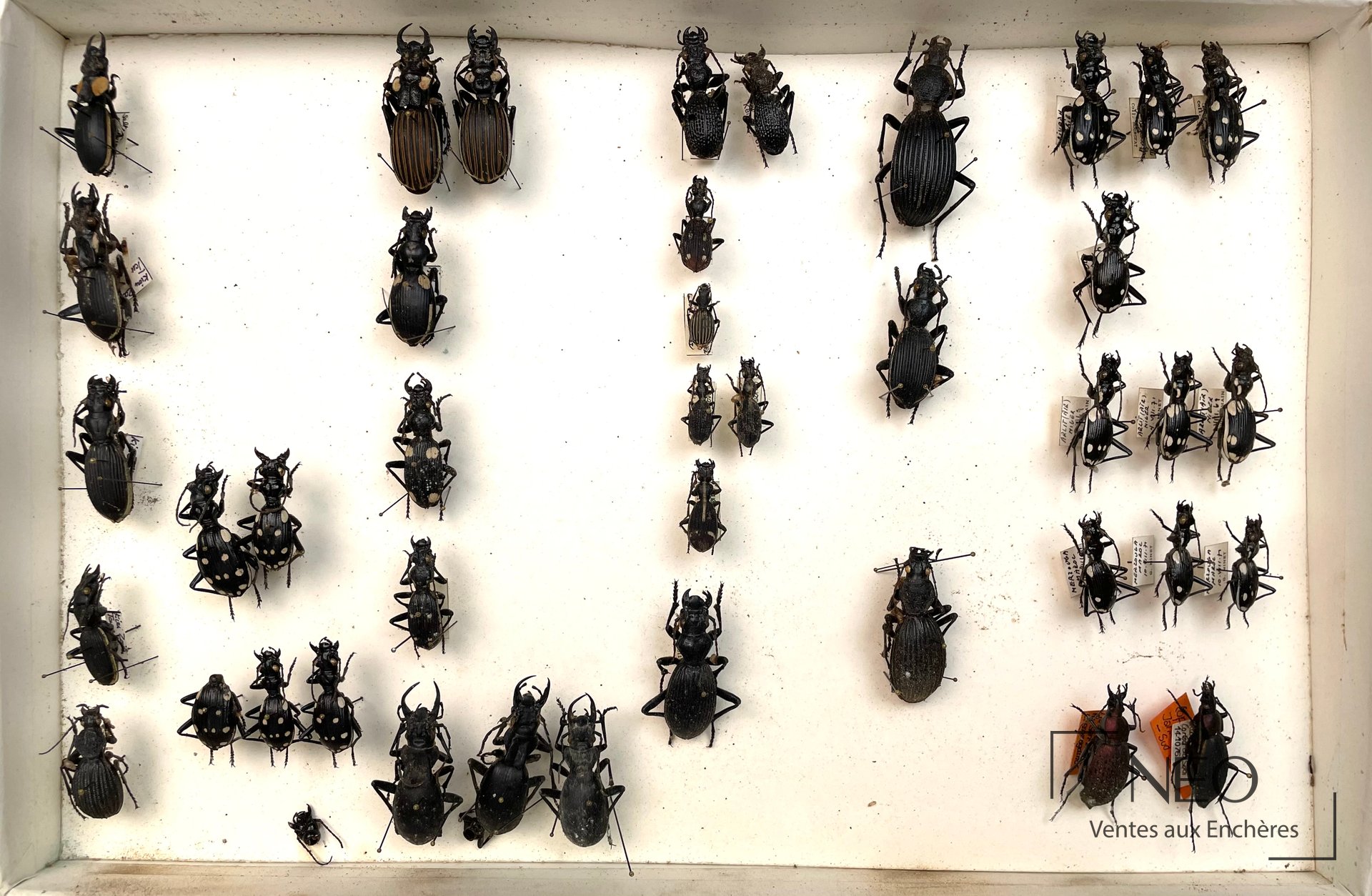 Vue d'ensemble d'une boîte entomologique avec de nombreux coléoptères épinglés