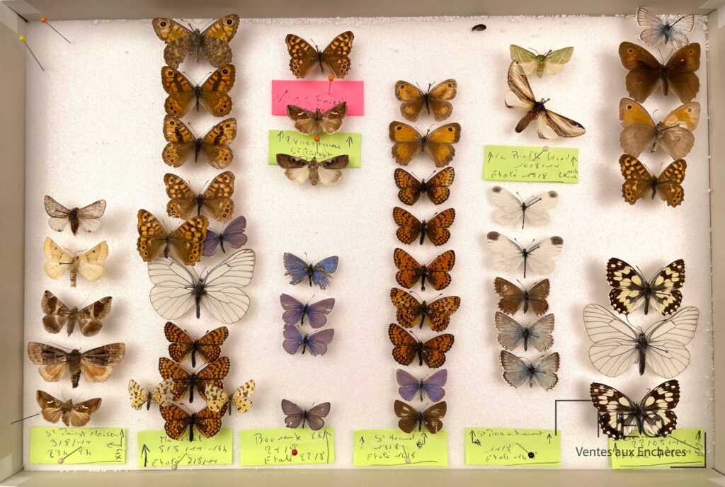 Ensemble de papillons naturalisés disposés dans une boîte blanche