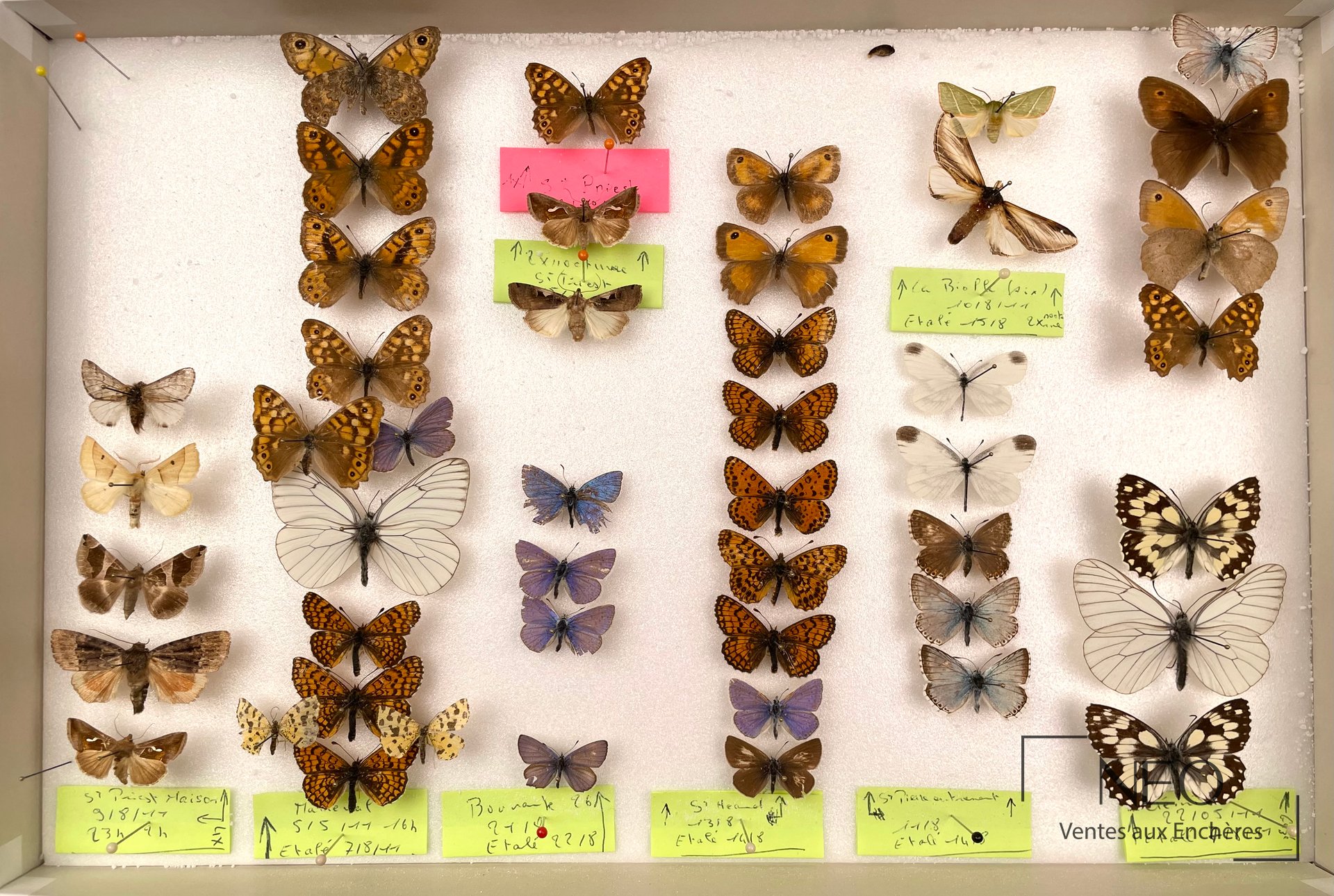 Ensemble de papillons naturalisés disposés dans une boîte blanche