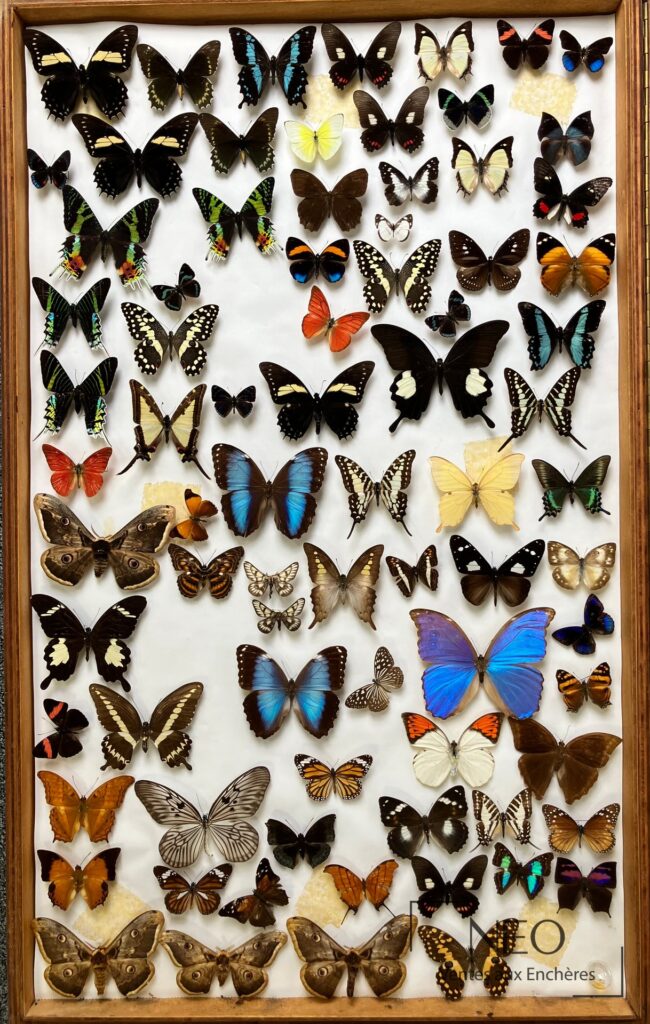 Boîte encadrée remplie de papillons aux ailes multicolores sur fond blanc