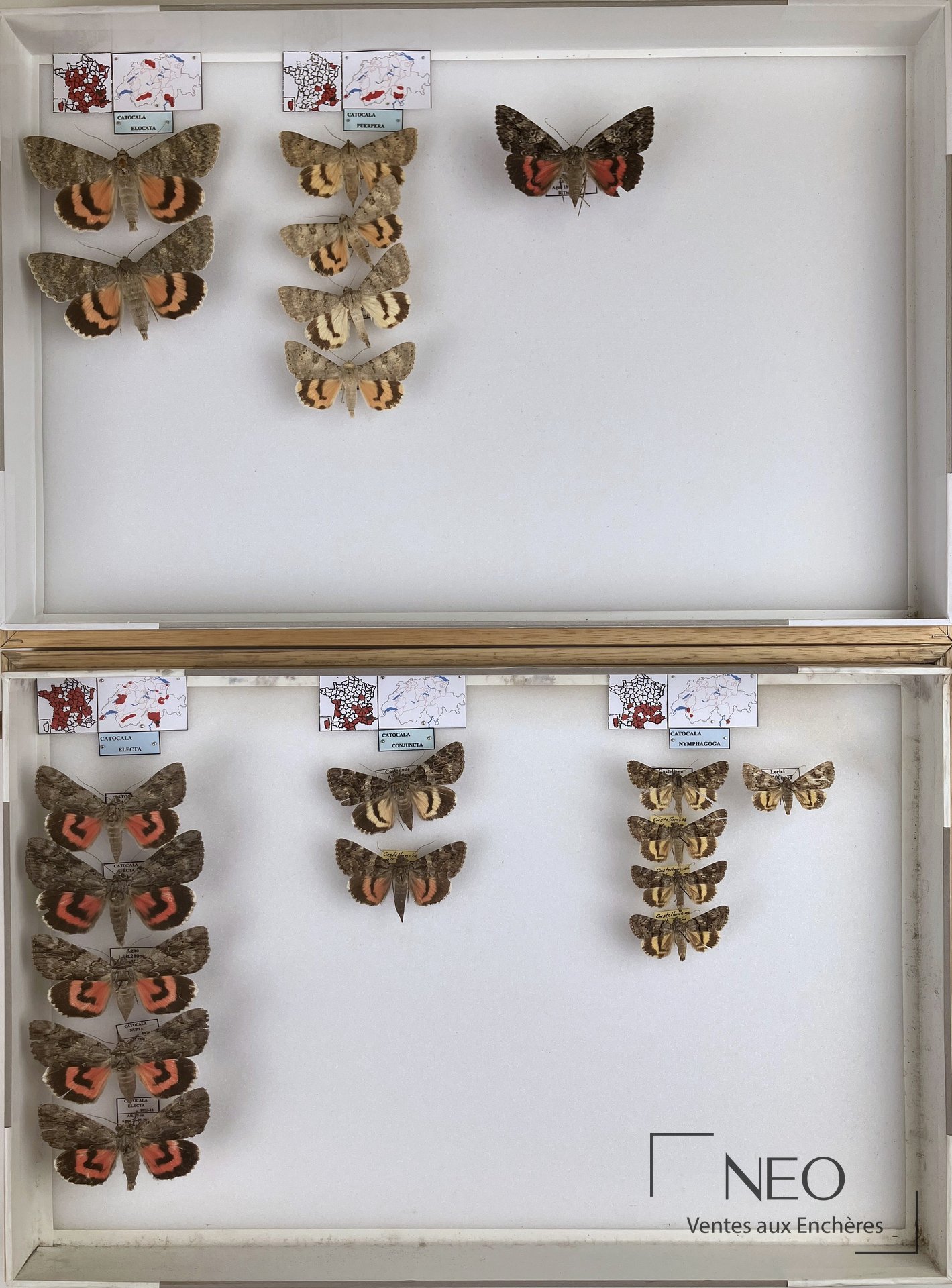 Erebidae paléarctiques divers, 10 boîtes de collection entomologique