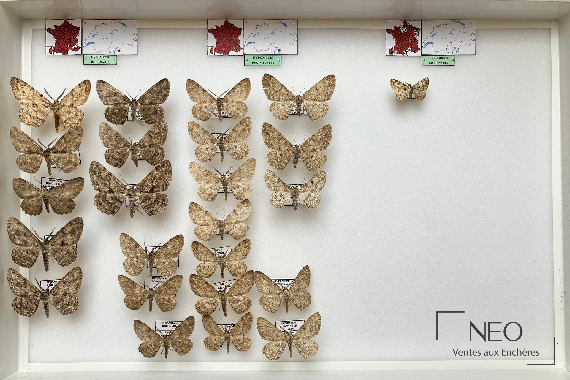 Geometridae paléarctiques divers, 10 boîtes entomologiques