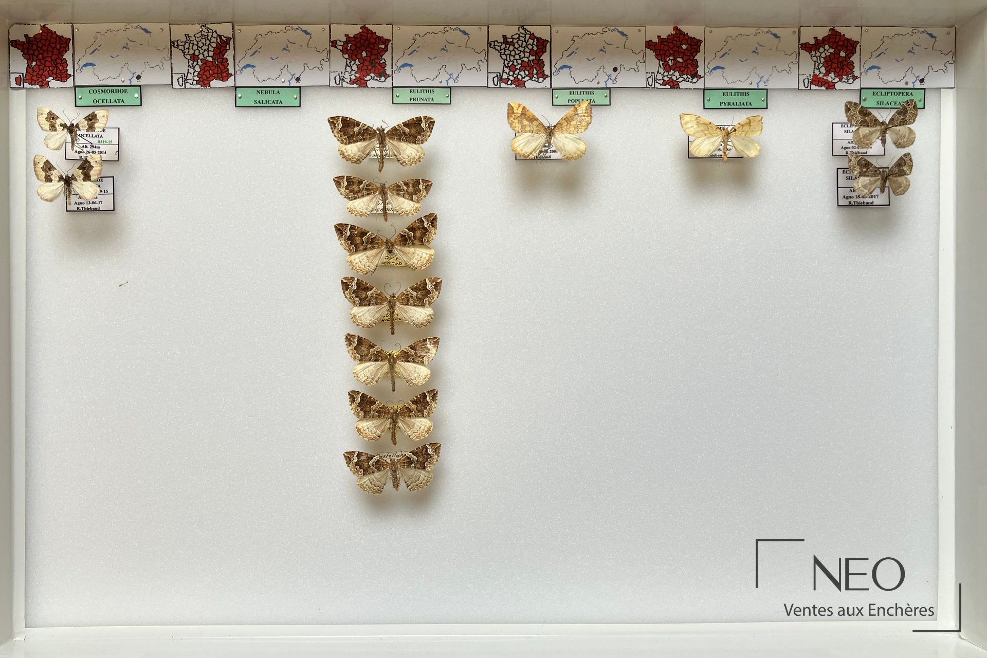Geometridae paléarctiques divers, 6 boites 39 x 26