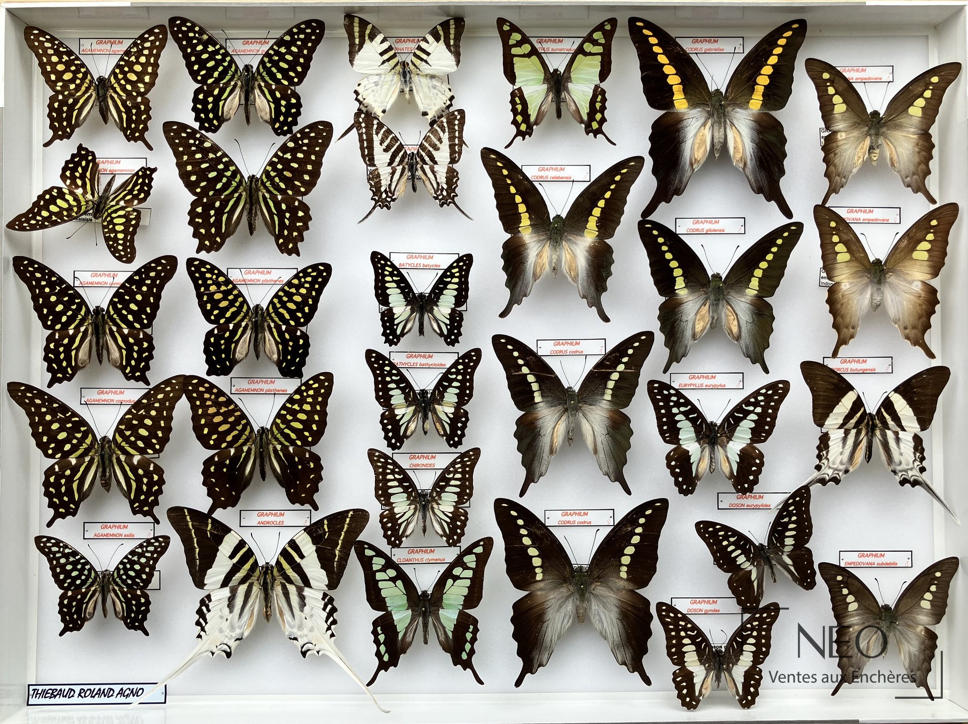 Graphium idaeoides et autres papillons naturalisés en deux boîtes