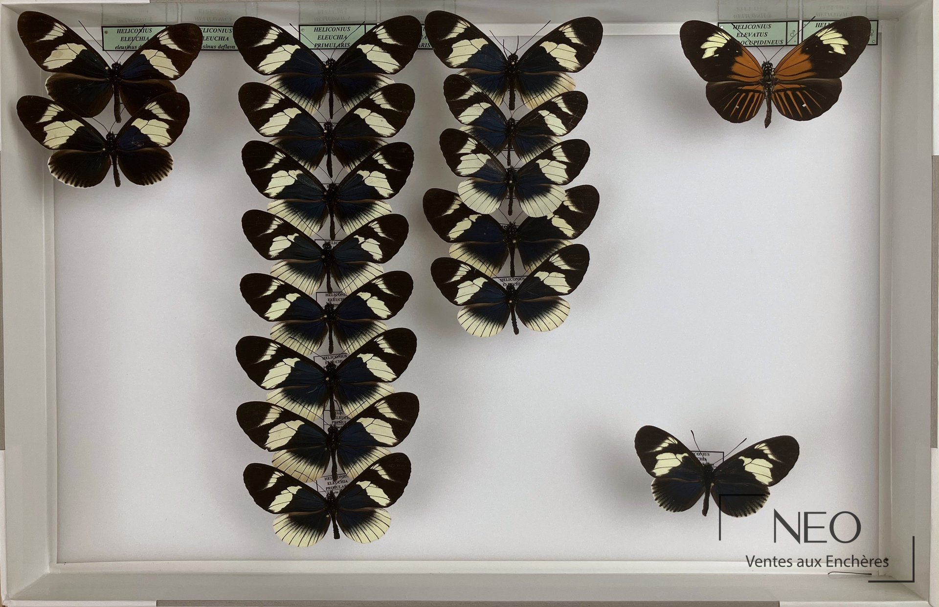 Heliconiidae néotropicaux, six boîtes de papillons, spécimens naturalisés