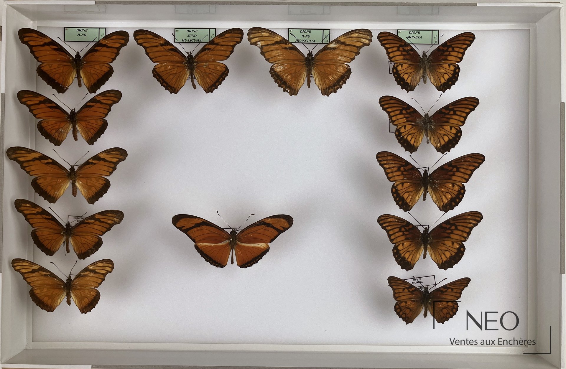 Heliconiidae néotropicaux des genres Actinote, Agraulis, Dione, Dryadula et Dryas, 5 boîtes