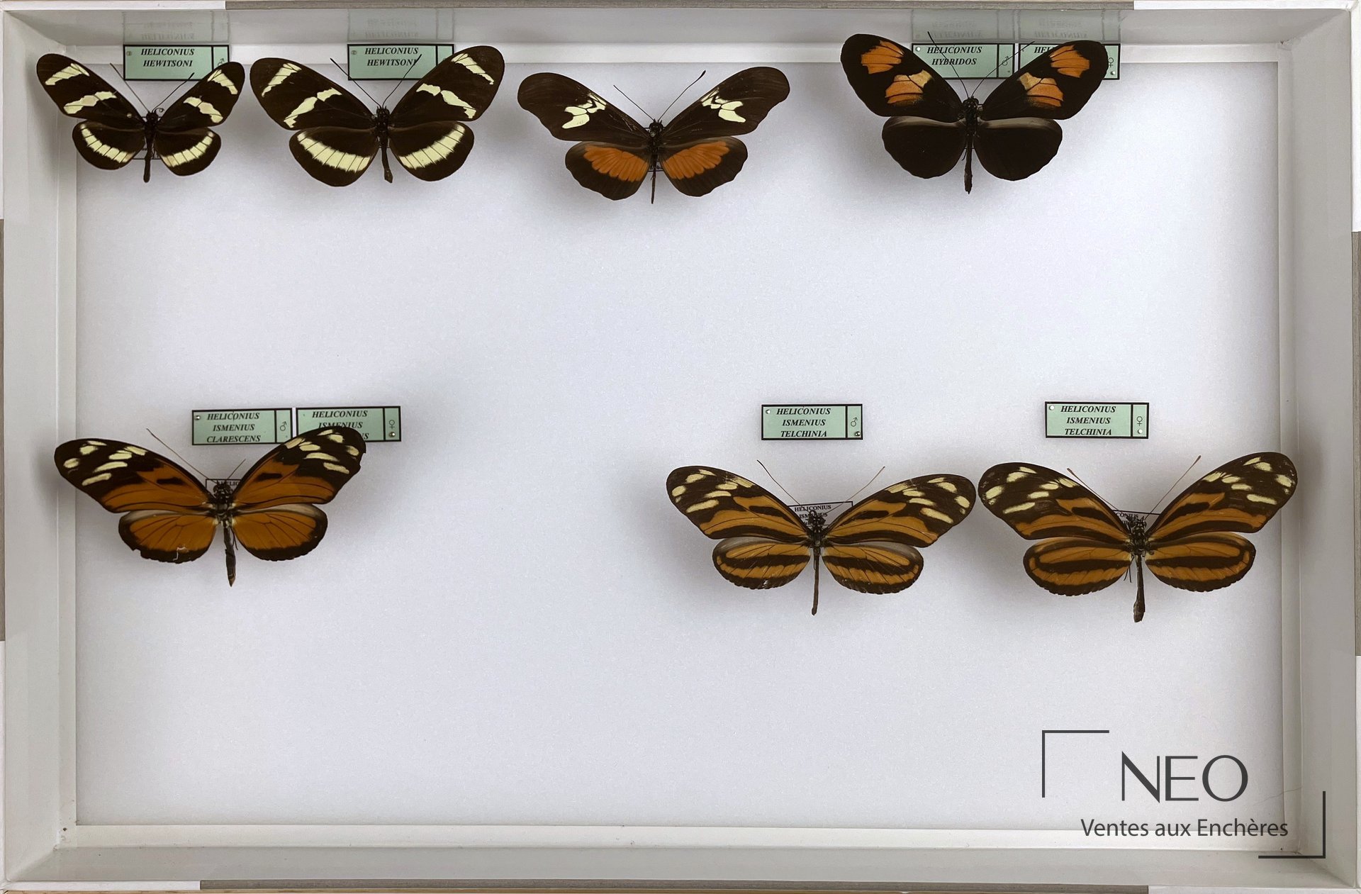 Heliconiidae néotropicaux, cinq boîtes d’insectes expertisées par Olivier Boilly