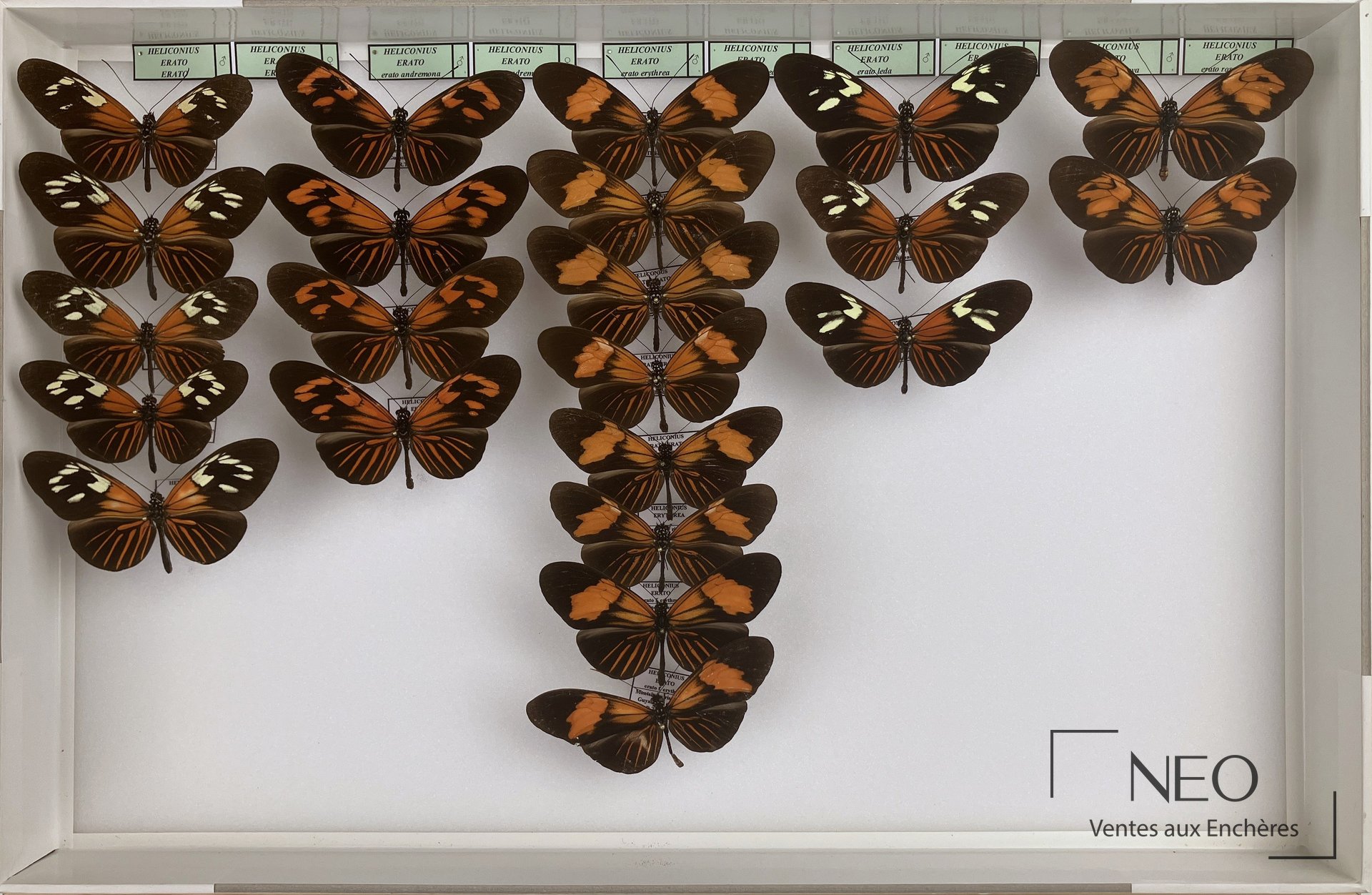 Heliconiidae néotropicaux Heliconius erato ssp, 6 boîtes