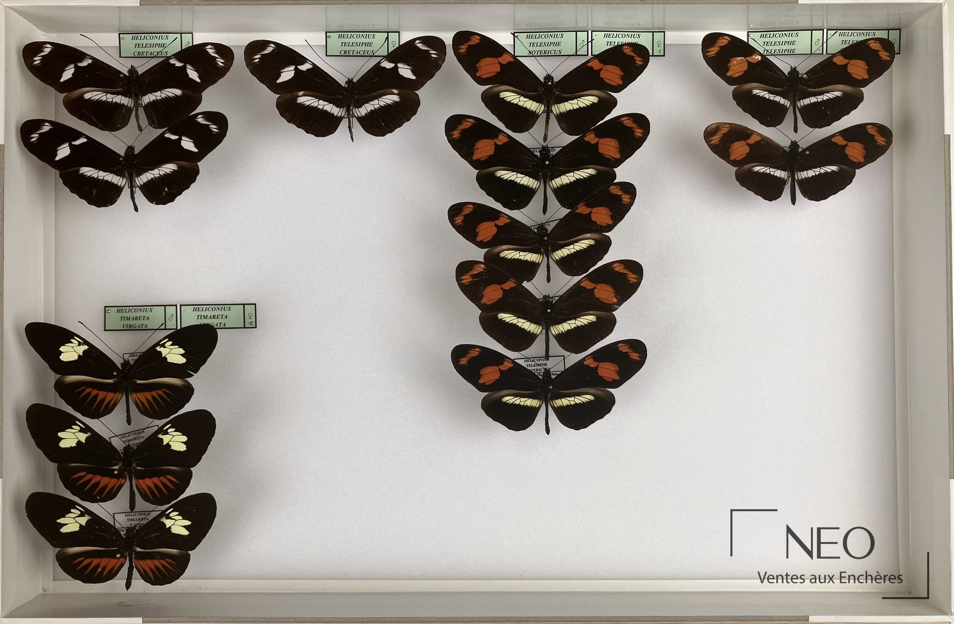 Heliconiidae néotropicaux, 8 boîtes 39 x 26, expertise Olivier Boilly