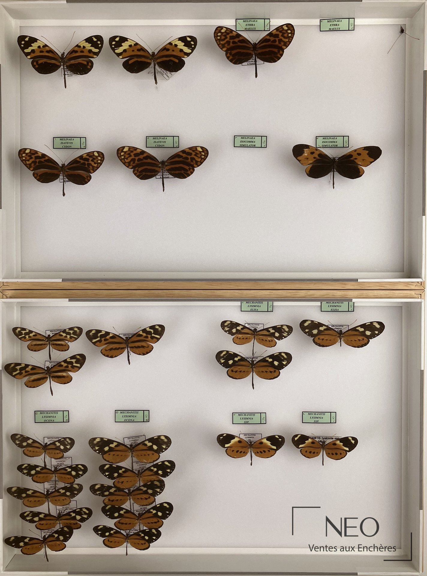 Ithomidae néotropicaux divers, 15 boites