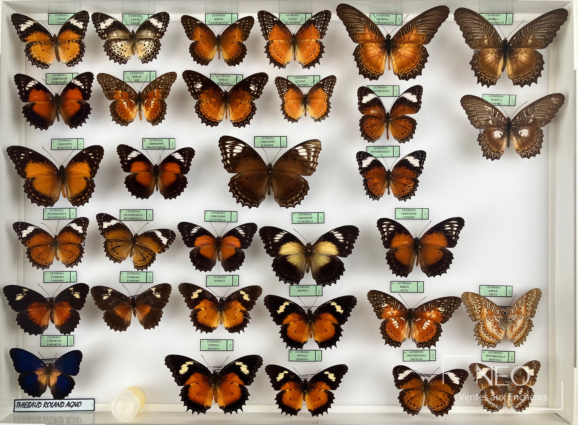 JOINT STOCK 120, Nymphalidae asiatiques en trois boîtes