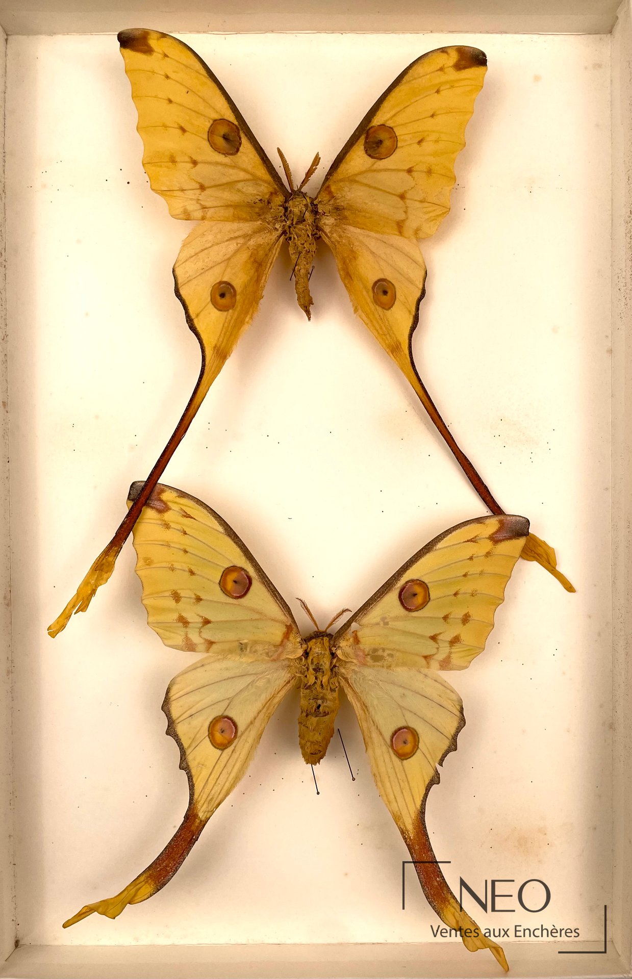 Ensemble de lépidoptères hétérocères du monde, Attacidae, six boîtes