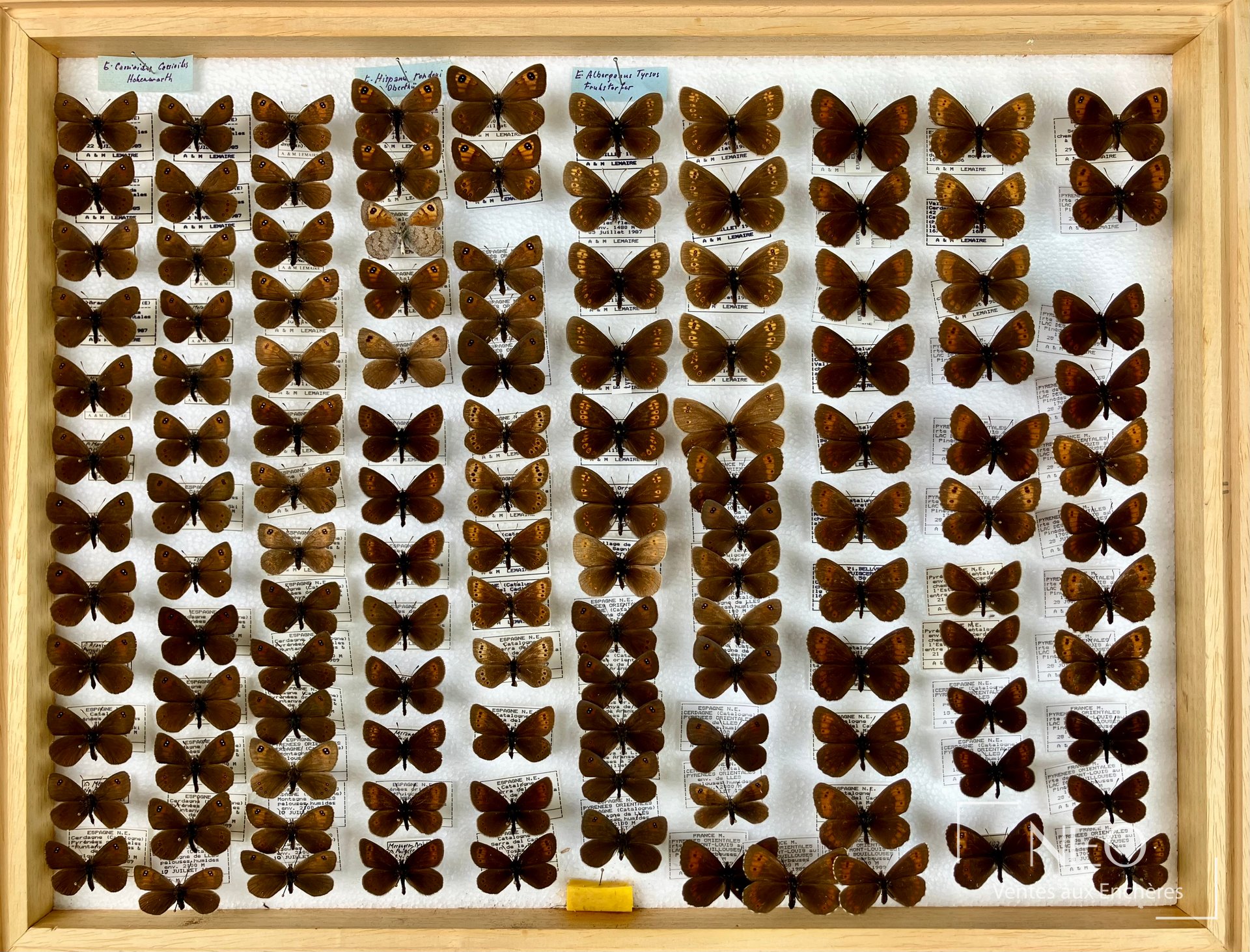 Lépidoptères paléarctiques et divers, cinq boîtes entomologiques