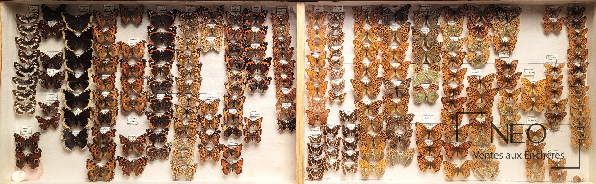 Bel ensemble de Lépidoptères Rhopalocères paléarctiques divers, Nymphalidae, Satyridae, Papilionidae