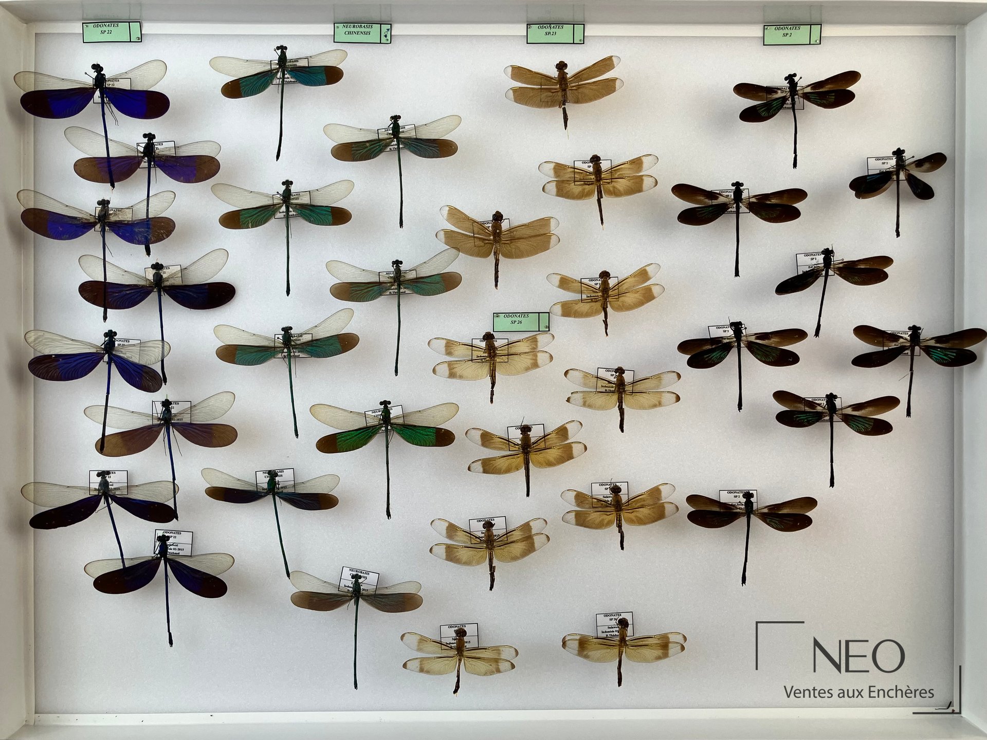 Boîte entomologique présentant plusieurs libellules épinglées sur fond blanc