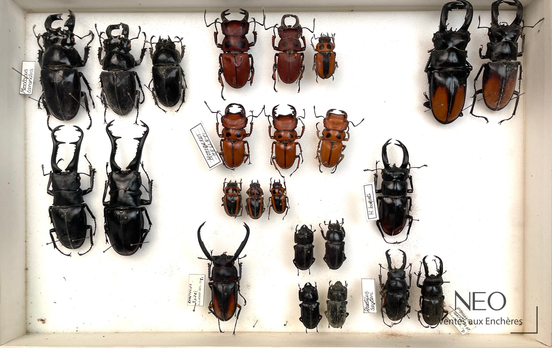 Ensemble de lucanidae présentés dans une boîte entomologique blanche