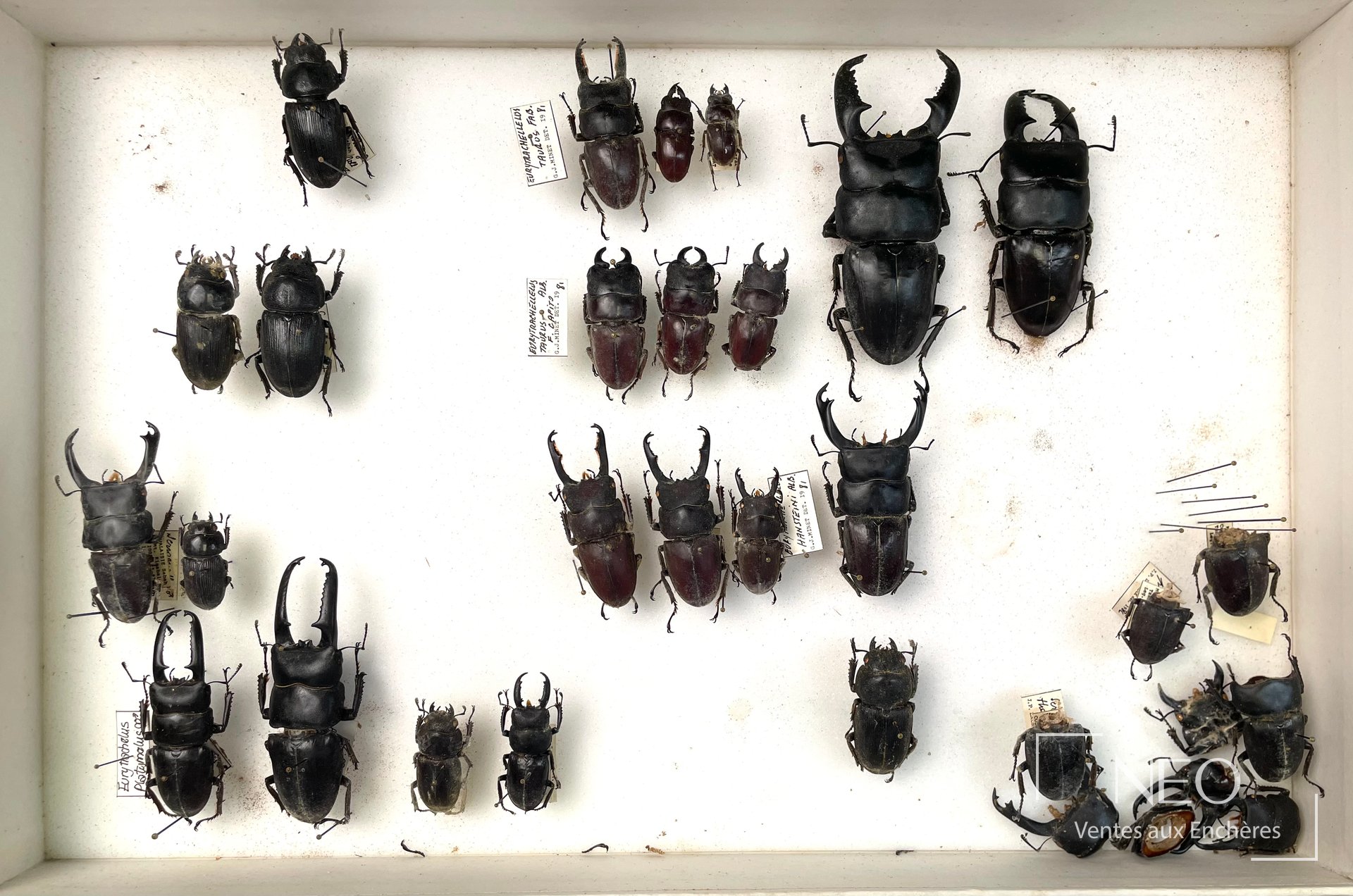 Boîte entomologique de Lucanidae asiatiques présentés en série avec étiquettes manuscrites