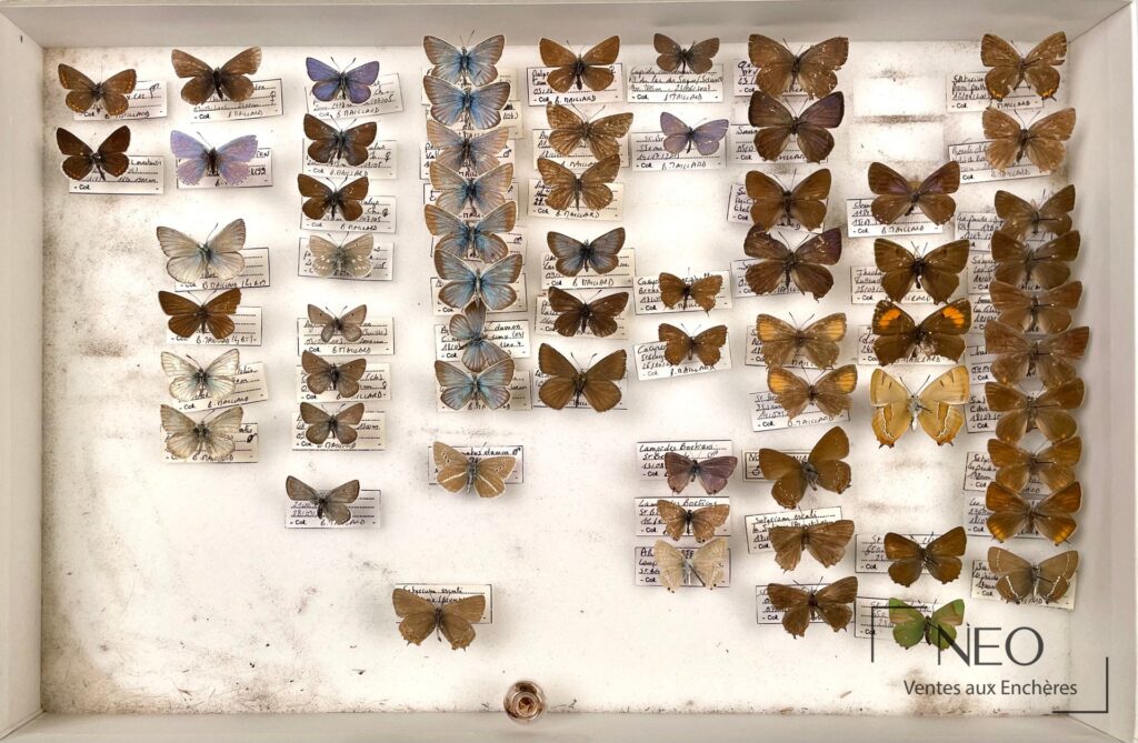 Boîte entomologique garnie de papillons naturalisés et étiquettes manuscrites.