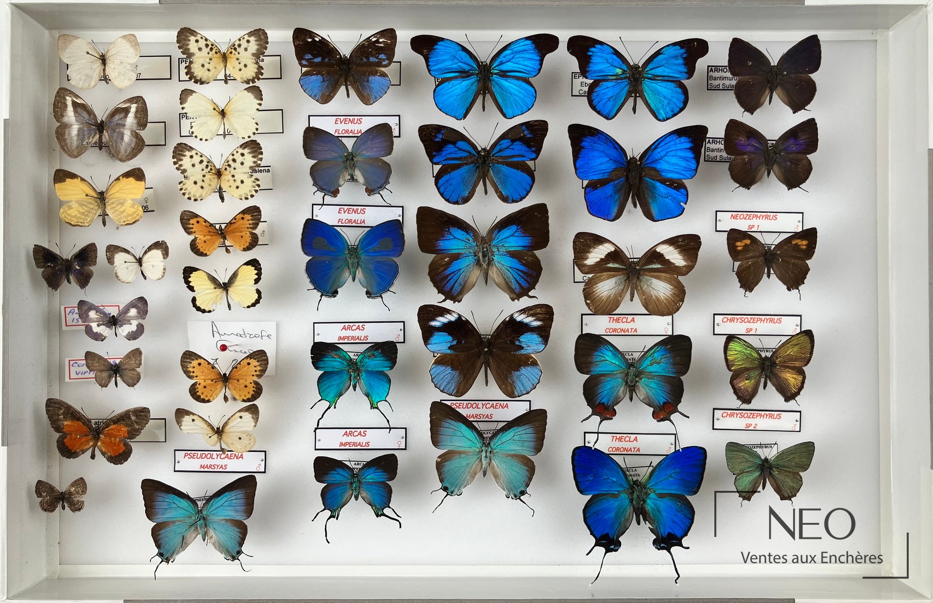Lycaenidae et Riodinidae, trois boîtes entomologiques