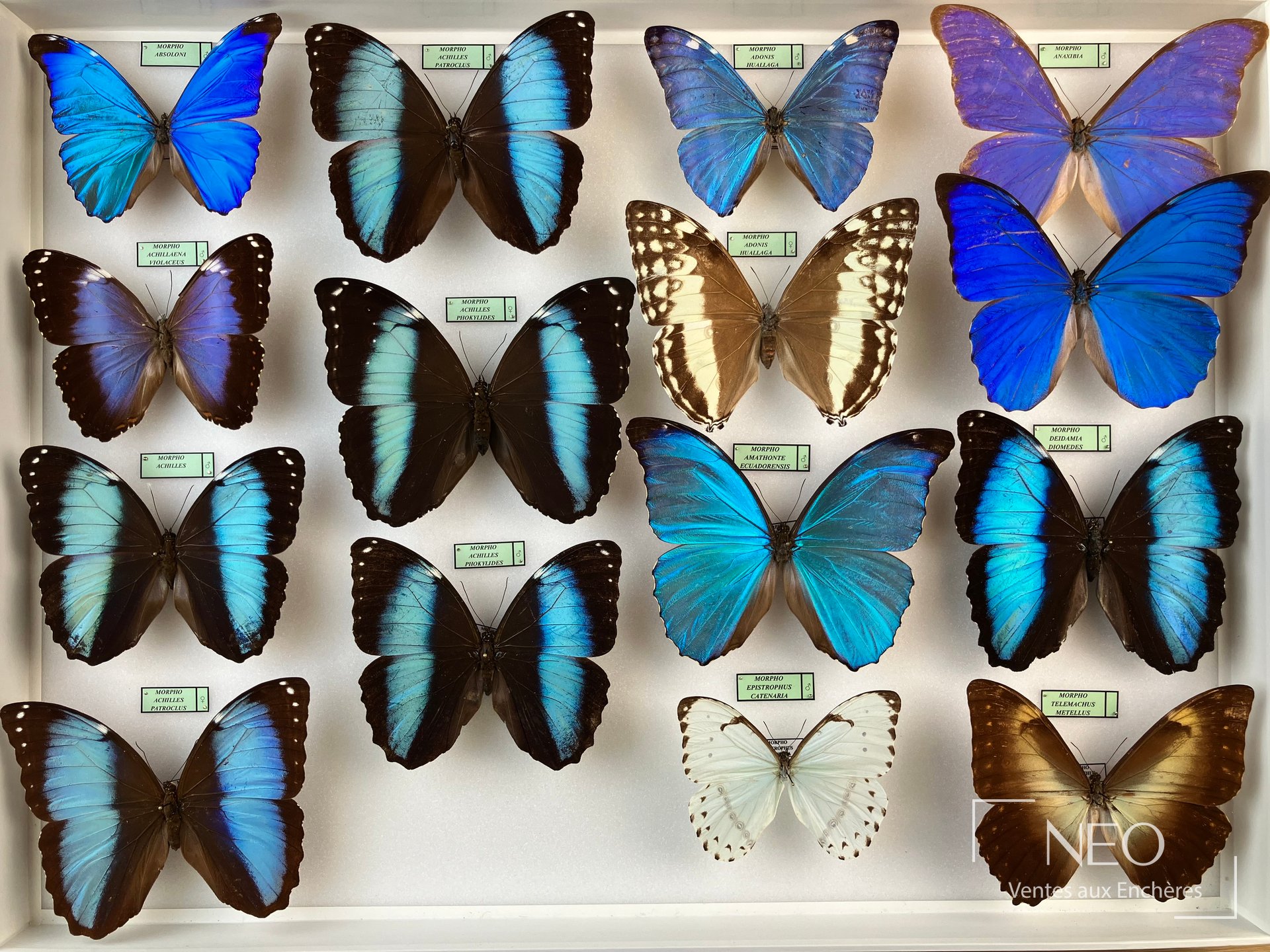 Ensemble de papillons naturalisés Morpho dont absoloni, 3 boîtes