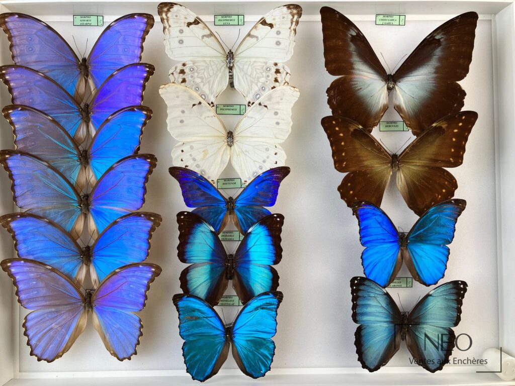 Deux boîtes de papillons Morpho présentées à plat avec plusieurs spécimens bleus