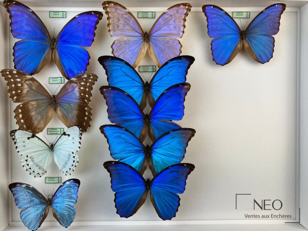 Boîte entomologique de papillons Morpho avec grands spécimens bleus et étiquettes visibles