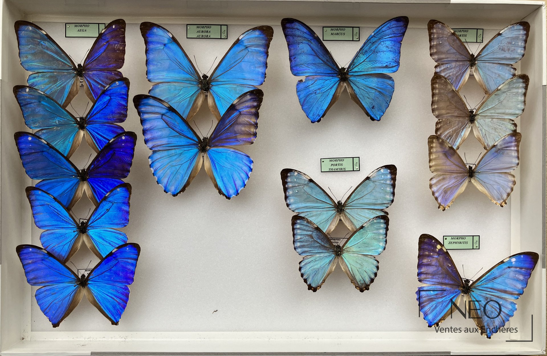 Morphos dont aega, zephyritis et sulkowskyi descimokoenigi, deux boites